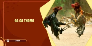 Đá Gà Thomo - Khám Phá Đấu Trường Chọi Gà Đầy Kịch Tính