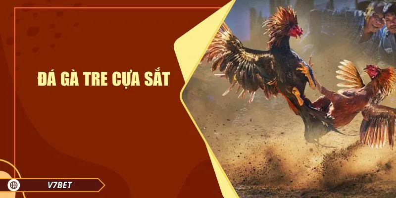 Đá Gà Tre Cựa Sắt V7BET – Nơi Hội Tụ Những Chiến Kê Hàng Đầu