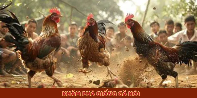 Khám phá giống gà nòi